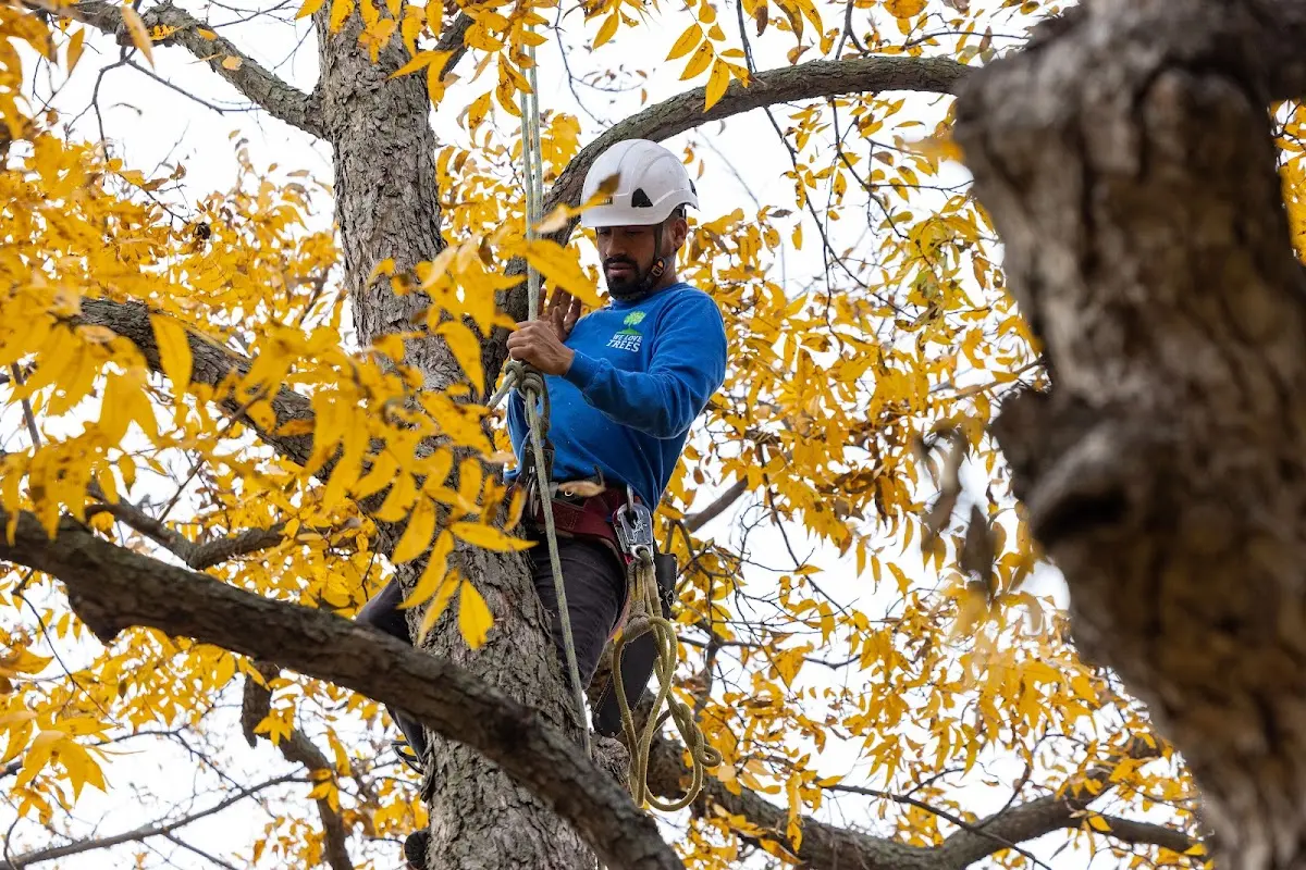 Skilled Tree Pruning crew working in Halsey